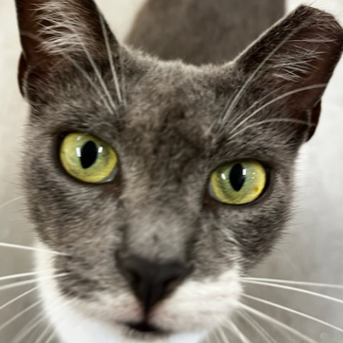 Close-up of a gray and white cat with striking green eyes and upright ears, gazing intently at the camera, conveying curiosity and alertness.