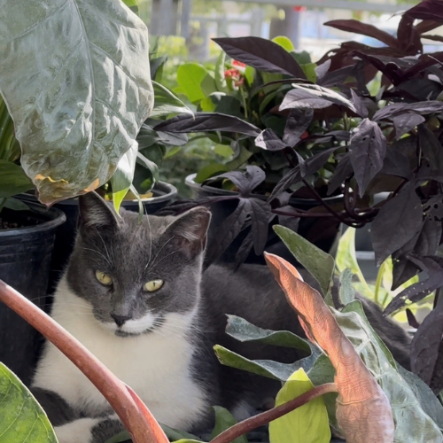 A gray and white cat lounges among lush green and purple potted plants, creating a peaceful and cozy garden atmosphere.