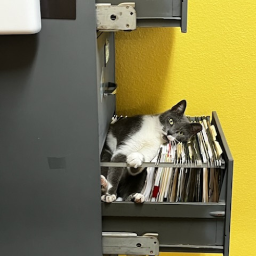 A gray and white cat playfully lounges in an open filing cabinet drawer amongst folders, set against a vibrant yellow wall.