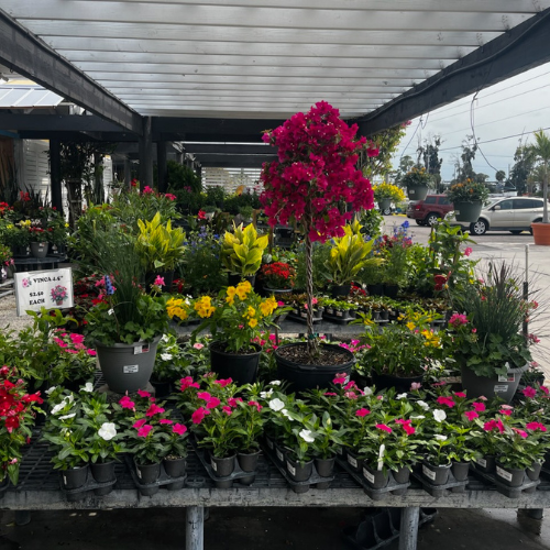 Outdoor garden center displaying vibrant flowers in pots, including a tall bougainvillea with bright pink blooms, under a shaded roof.