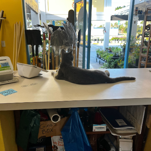 A gray cat lounges on a store counter beside a card reader, looking outside through large glass doors. Gardening tools are visible in the background.