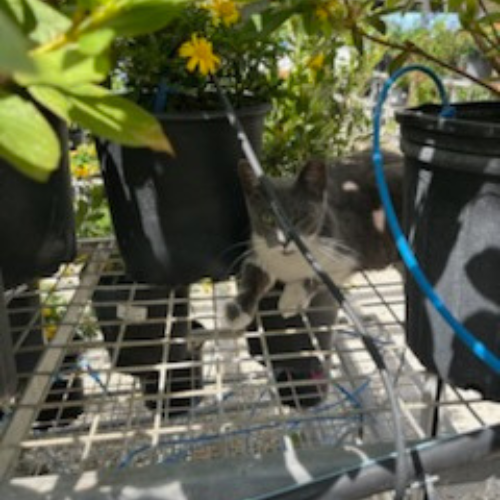 A gray and white cat peers curiously from beneath potted plants on a metal shelf in a sunlit garden, surrounded by green leaves and yellow flowers.