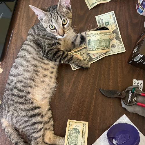 A tabby cat lying on a wooden table beside scattered US dollar bills, pruning shears, and a purple jar lid, looking up with curiosity.