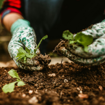 Garden SuppliesA close-up of gardening gloves picking weeds out of soil.