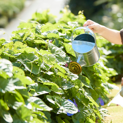 PlantsPlants being watered by a silver watering can.