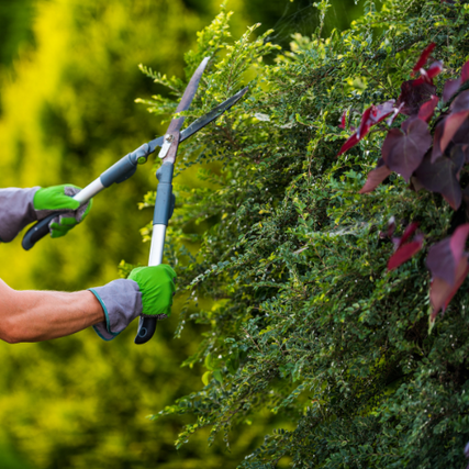 Landscape SuppliesHedge trimmers being used to cut back landscaping.