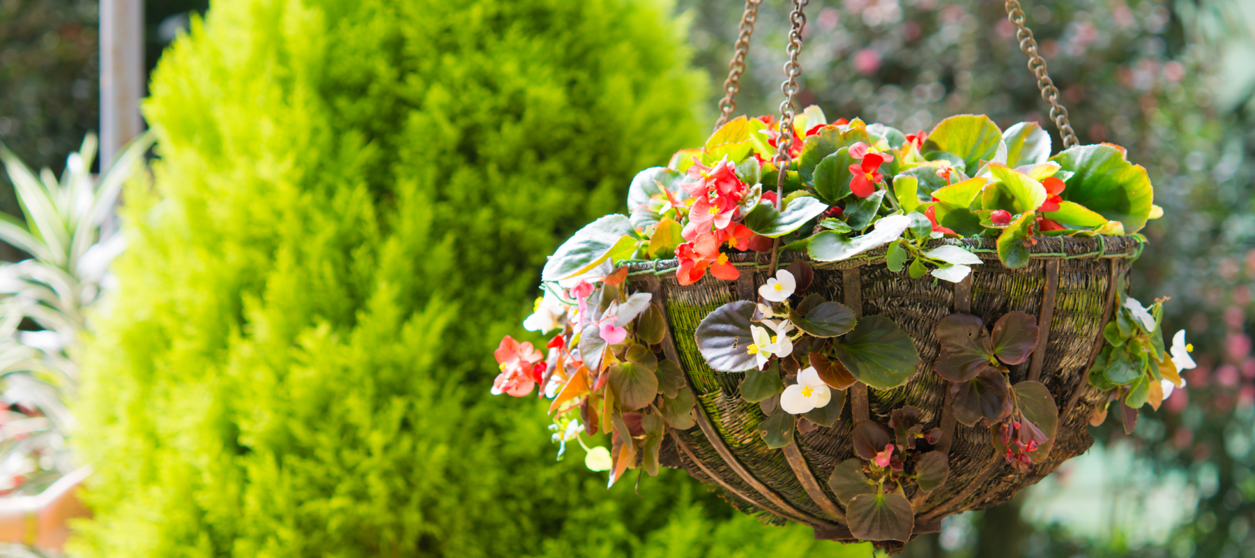 A close-up of a hanging flower basket.